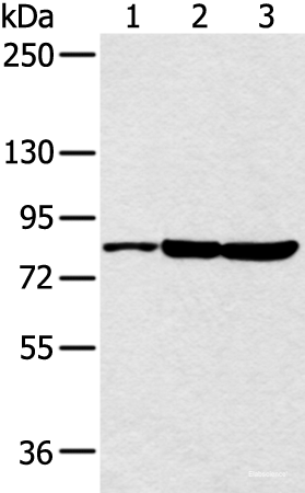 Western blot analysis of 293T cell  using CCNT2 Polyclonal Antibody at dilution of 1:250