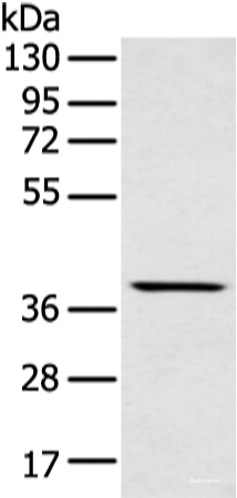 Western blot analysis of Mouse muscle tissue  using MAFA Polyclonal Antibody at dilution of 1:400