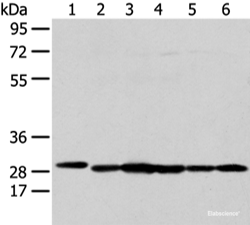 Western blot analysis of 293T HepG2 K562 and MCF-7 cell  using PRDX4 Polyclonal Antibody at dilution of 1:300