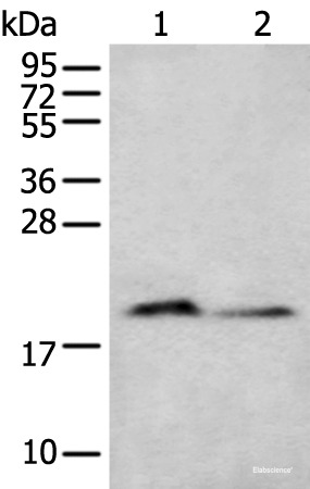 Western blot analysis of Mouse brain tissue and Raji cell lysates  using KRTAP11-1 Polyclonal Antibody at dilution of 1:400