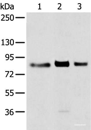 Western blot analysis of 293T cell  using TBX3 Polyclonal Antibody at dilution of 1:200