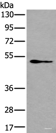 Western blot analysis of NIH/3T3 cell lysate  using GATA3 Polyclonal Antibody at dilution of 1:400
