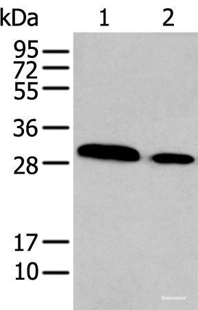 Western blot analysis of TM4 and NIH/3T3 cell lysates  using HOXC9 Polyclonal Antibody at dilution of 1:350