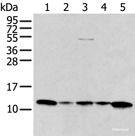 Western blot analysis of A431 Jurkat Lovo and Hepg2 cell Human breast cancer tissue lysates  using CCL1 Polyclonal Antibody at dilution of 1:400