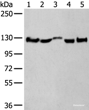 Western blot analysis of Rat brain tissue Mouse brain tissue Human fetal brain tissue Human cerebrum tissue Human cerebella tissue lysates  using CNTN1 Polyclonal Antibody at dilution of 1:550