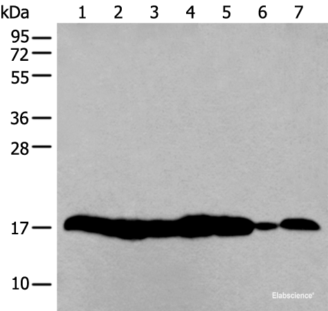 Western blot analysis of 293T and NIH/3T3 cell Mouse liver tissue HUVEC cell lysates  using HIST1H3A Polyclonal Antibody at dilution of 1:250