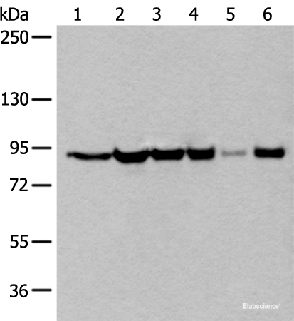 Western blot analysis of 293T cell lysates  using XAB2 Polyclonal Antibody at dilution of 1:250