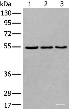 Western blot analysis of 293T NIH/3T3 and K562 cell lysates  using WDSUB1 Polyclonal Antibody at dilution of 1:500