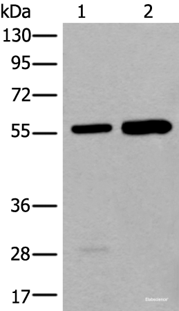 Western blot analysis of A549 and HEPG2 cell lysates  using ATE1 Polyclonal Antibody at dilution of 1:400