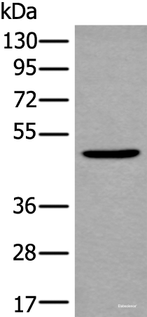 Western blot analysis of Mouse brain tissue lysate  using B4GAT1 Polyclonal Antibody at dilution of 1:800