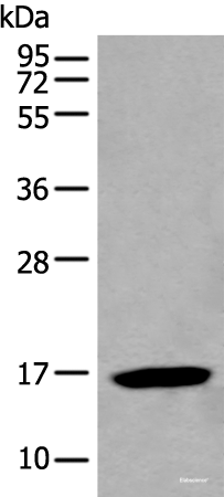 Western blot analysis of HL-60 cell lysate  using BCL2L2 Polyclonal Antibody at dilution of 1:500