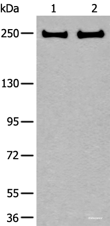 Western blot analysis of 293T and Hela cell lysates  using ARFGEF1 Polyclonal Antibody at dilution of 1:400