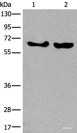 Western blot analysis of K562 and Hela cell lysates  using BORA Polyclonal Antibody at dilution of 1:800