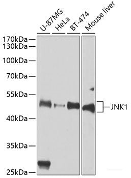 Immunofluorescence analysis of HeLa cells using ARF6 Polyclonal Antibody at dilution of  1:100. Blue: DAPI for nuclear staining.