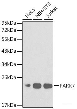 Immunofluorescence analysis of L929 cells using RPS20 Polyclonal Antibody at dilution of  1:100. Blue: DAPI for nuclear staining.