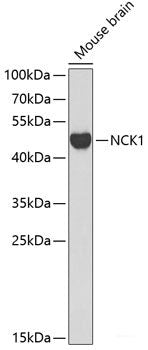 Immunofluorescence analysis of NIH-3T3 cells using UBE2G2 Polyclonal Antibody at dilution of  1:100. Blue: DAPI for nuclear staining.