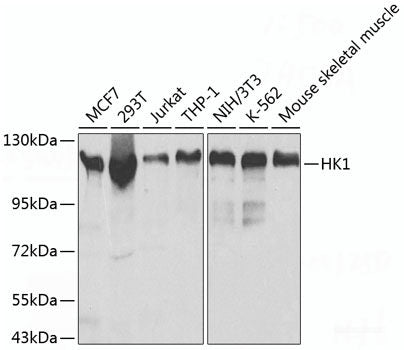 Immunofluorescence analysis of HeLa cells using YAP1 Polyclonal Antibody at dilution of  1:100 (40x lens). Blue: DAPI for nuclear staining.