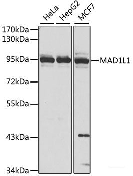 Immunohistochemistry of paraffin-embedded Rat ovary using BYSL Polyclonal Antibody at dilution of  1:100 (40x lens).