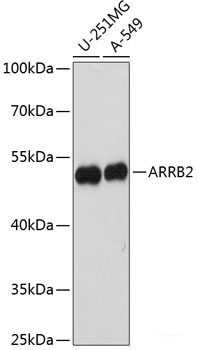 Immunofluorescence analysis of NIH/3T3 cells using ABCD1 Polyclonal Antibody at dilution of  1:100. Blue: DAPI for nuclear staining.