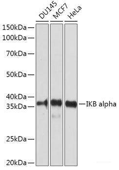 Immunohistochemistry of paraffin-embedded Rat spleen using RNF10 Polyclonal Antibody at dilution of  1:100 (40x lens).