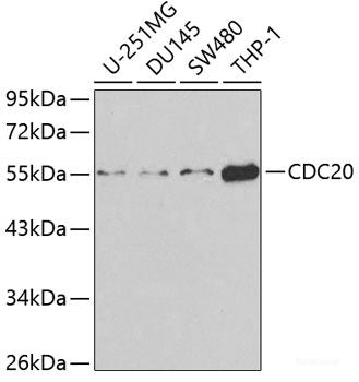 Immunohistochemistry of paraffin-embedded Rat heart using SIRT2 Polyclonal Antibody at dilution of  1:100 (40x lens).