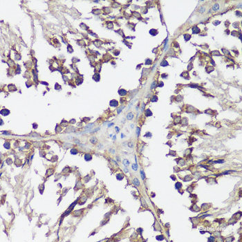 Immunofluorescence analysis of NIH/3T3 cells using PDIA2 Polyclonal Antibody at dilution of  1:100. Blue: DAPI for nuclear staining.