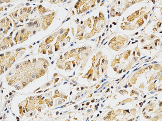 Immunohistochemistry of paraffin-embedded Rat brain using ZNF415 Polyclonal Antibody at dilution of  1:100 (40x lens).