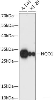 Immunofluorescence analysis of NIH-3T3 cells using VMP1 Polyclonal Antibody at dilution of  1:100 (40x lens). Blue: DAPI for nuclear staining.