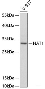 Immunohistochemistry of paraffin-embedded Rat liver using CDK5RAP1 Polyclonal Antibody at dilution of  1:100 (40x lens).
