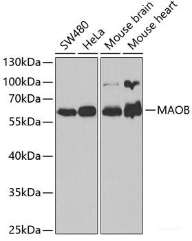 Immunofluorescence analysis of U-2 OS cells using PPIL4 Polyclonal Antibody at dilution of  1:100. Blue: DAPI for nuclear staining.