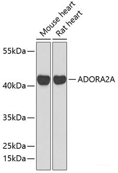 Immunofluorescence analysis of U-2 OS cells using MED25 Polyclonal Antibody at dilution of  1:100 (40x lens). Blue: DAPI for nuclear staining.