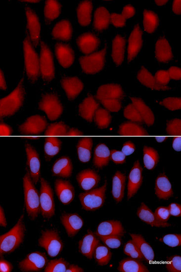 Immunohistochemistry of paraffin-embedded Rat heart using NUBP1 Polyclonal Antibody at dilution of  1:100 (40x lens).