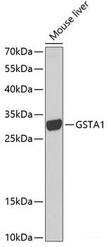 Immunohistochemistry of paraffin-embedded Rat ovary using PMEPA1 Polyclonal Antibody at dilution of  1:100 (40x lens).