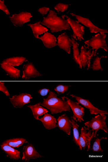 Immunofluorescence analysis of L929 cells using MARK2 Polyclonal Antibody at dilution of  1:100. Blue: DAPI for nuclear staining.