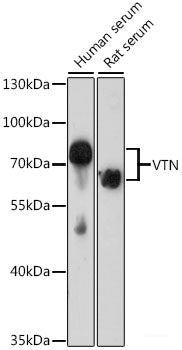 Immunofluorescence analysis of C6 cells using Histone H4 Polyclonal Antibody at dilution of  1:100. Blue: DAPI for nuclear staining.