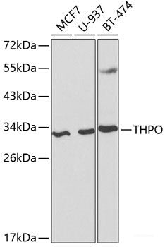 Immunohistochemistry of paraffin-embedded Mouse liver using RPL5 Polyclonal Antibody at dilution of  1:200 (40x lens).