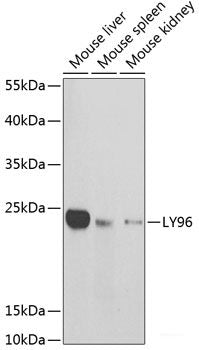 Immunohistochemistry of paraffin-embedded Mouse stomach using CDC45 Polyclonal Antibody at dilution of  1:100 (40x lens).
