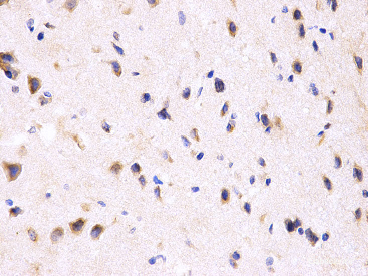 Immunofluorescence analysis of U-2 OS cells using Histone H2AX Polyclonal Antibody at dilution of  1:100 (40x lens). Blue: DAPI for nuclear staining.