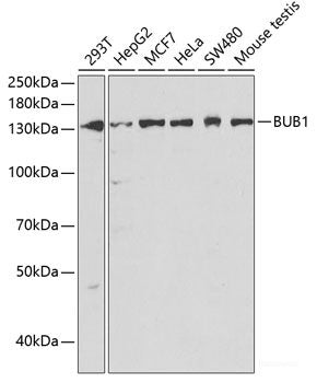 Immunohistochemistry of paraffin-embedded Rat kidney using ITGAV Polyclonal Antibody at dilution of  1:50 (40x lens).
