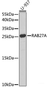 Immunohistochemistry of paraffin-embedded Rat brain using NCF4 Polyclonal Antibody at dilution of  1:100 (40x lens).