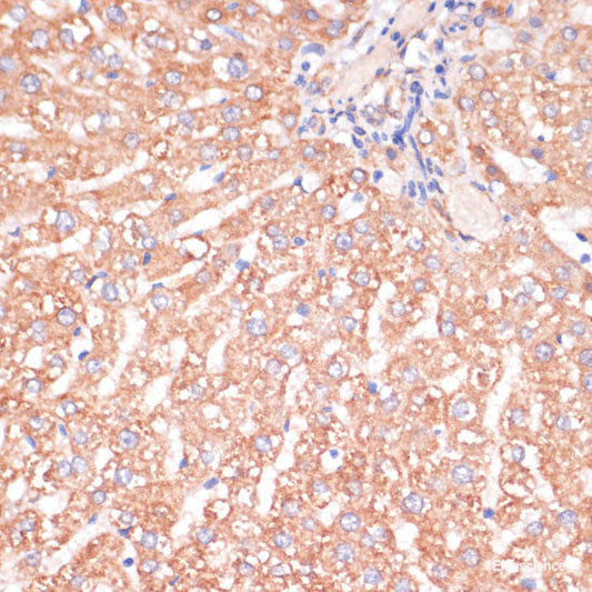 Immunofluorescence analysis of C6 cells using CUX1 Polyclonal Antibody at dilution of  1:100. Blue: DAPI for nuclear staining.