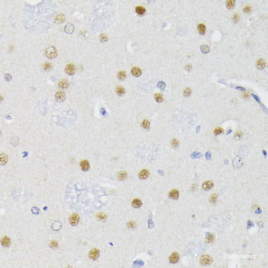 Immunohistochemistry of paraffin-embedded Rat brain using POLR2L Polyclonal Antibody at dilution of  1:200 (40x lens).