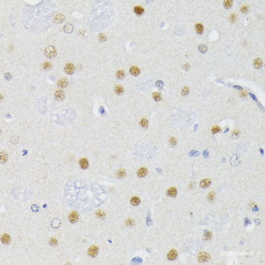 Immunohistochemistry of paraffin-embedded Rat brain using POLR2L Polyclonal Antibody at dilution of  1:200 (40x lens).