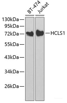 Immunohistochemistry of paraffin-embedded Rat ovary using APOBEC3F Polyclonal Antibody at dilution of  1:100 (40x lens).