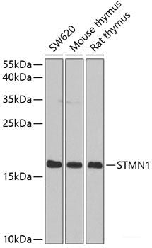 Immunohistochemistry of paraffin-embedded Rat kidney using NEDD9 Polyclonal Antibody at dilution of  1:200 (40x lens).