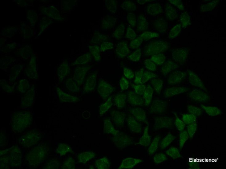 Immunofluorescence analysis of U2OS cells using PSMA1 Polyclonal Antibody at dilution of  1:100. Blue: DAPI for nuclear staining.