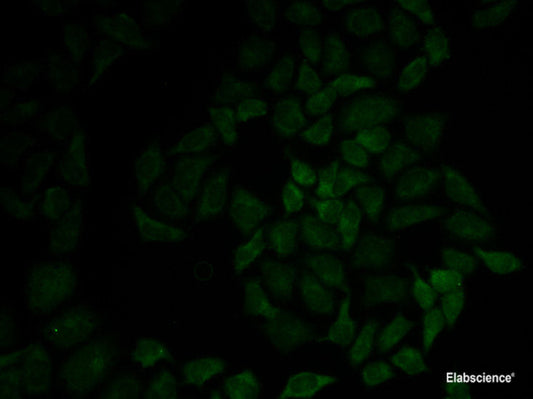 Immunofluorescence analysis of U2OS cells using PSMA1 Polyclonal Antibody at dilution of  1:100. Blue: DAPI for nuclear staining.
