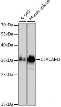 Immunohistochemistry of paraffin-embedded Rat kidney using MMP10 Polyclonal Antibody at dilution of  1:100 (40x lens).