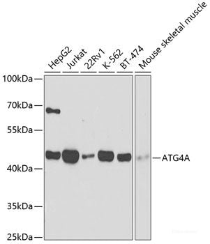Confocal immunofluorescence analysis of U2OS cells using AKAP8 Polyclonal Antibody at dilution of  1:200. Blue: DAPI for nuclear staining.