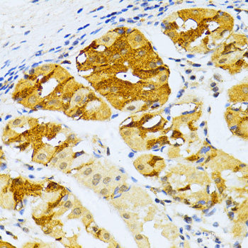 Immunohistochemistry of paraffin-embedded Rat kidney using PPP2CB Polyclonal Antibody at dilution of  1:100 (40x lens).